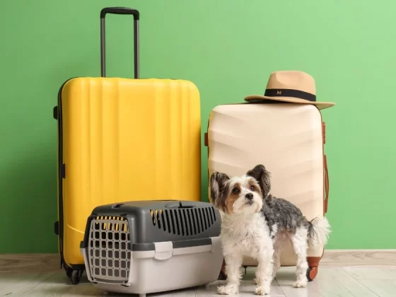 Pet Travel Essentials For Long Flights Every Owner Needs