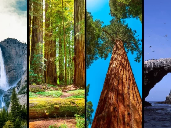 8 Best National Parks In California To Explore This Year
